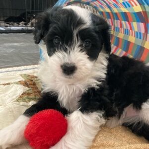 Meet your Posher, Cas!